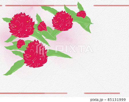 千日紅　シンプル 紅のさし色と罫線 85131999