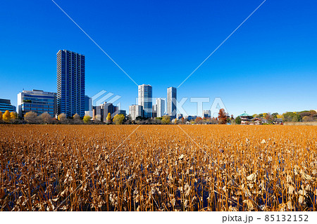 上野の不忍池の紅葉・黄葉と周囲の景観 上野の不忍池の紅葉・黄葉と周囲の景観 85132152