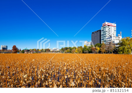 上野の不忍池の紅葉・黄葉と周囲の景観 上野の不忍池の紅葉・黄葉と周囲の景観 85132154