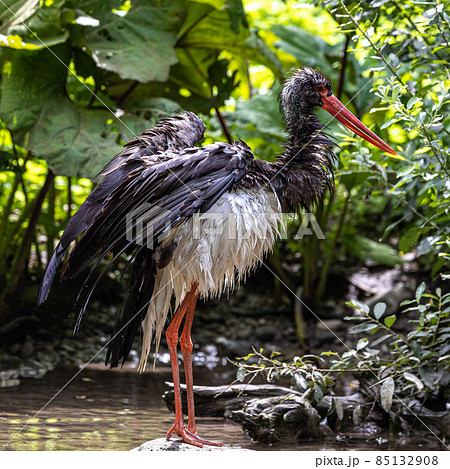 Black stork, Ciconia nigra in a german nature park Black stork, Ciconia nigra in a german nature park 85132908