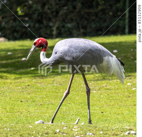 Sarus crane, Grus antigone also known as Indian sarus crane 85132909
