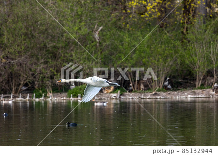 Mute swan, Cygnus olor flying over a lake in the English Garden in Munich, Germany Mute swan, Cygnus olor flying over a lake in the English Garden in Munich, Germany 85132944