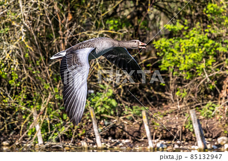 The flying greylag goose, Anser anser is a species of large goose The flying greylag goose, Anser anser is a species of large goose 85132947