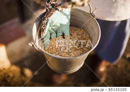 person hand holding bucket with fodder. High quality photo 85133105