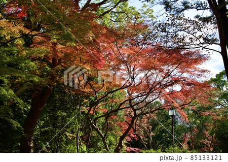 秋の須磨離宮公園(神戸) 秋の須磨離宮公園(神戸) 85133121