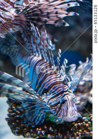 茨城県ひたちなか市 アクアワールド大洗 茨城県ひたちなか市 アクアワールド大洗 85133126