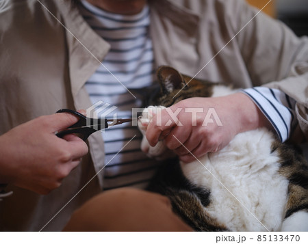 爪を切られる猫 85133470