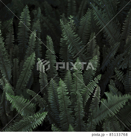 thicket wild fern. High quality photo thicket wild fern. High quality photo 85133768