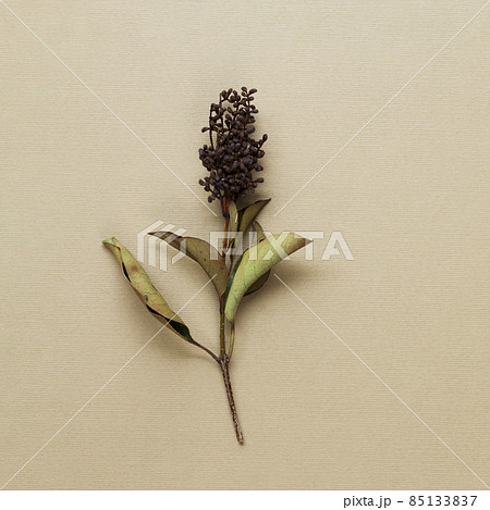 dried plant stem beige background. High quality photo 85133837