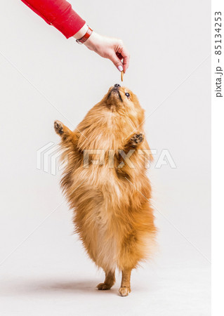 female s hand feeding food spitz standing its hind legs. High quality photo 85134253