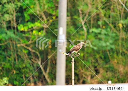 野鳥/鷹 野鳥/鷹 85134644