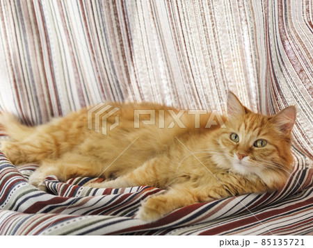 Cute ginger cat is hiding on window sill in striped curtains. Curious fluffy pet at home. 85135721