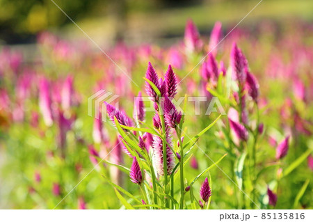 ノゲイトウの花 85135816