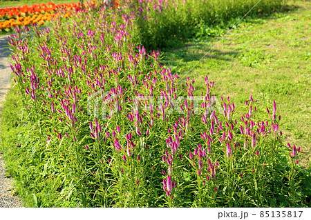 ノゲイトウの花 ノゲイトウの花 85135817