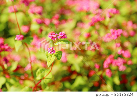 赤そばの花 85135824
