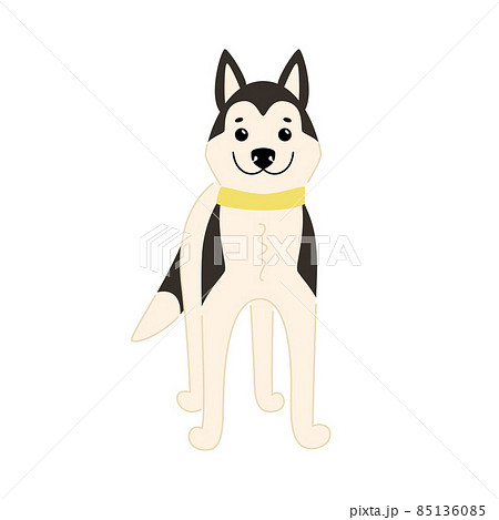 Cute Siberian Husky stands in a playful pose Cute Siberian Husky stands in a playful pose 85136085
