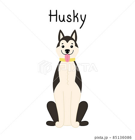 Cute smiling Siberian husky stands isolated on a white background Cute smiling Siberian husky stands isolated on a white background 85136086