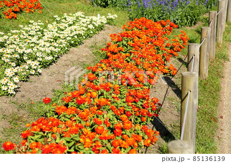 ジニアの花 85136139