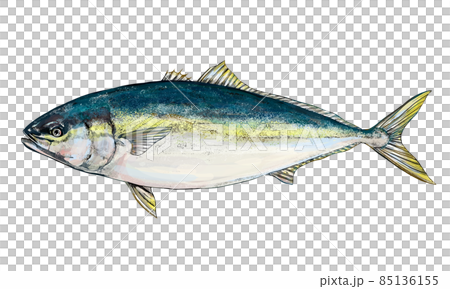 黃尾魚的插圖--透明背景--剪下 黃尾魚的插圖--透明背景--剪下 85136155