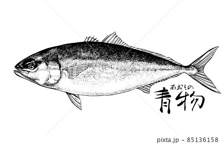 鰤のイラスト - 背景透過 - 切り抜かれています 85136158