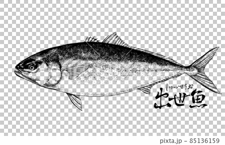 鰤のイラスト - 背景透過 - 切り抜かれています 85136159