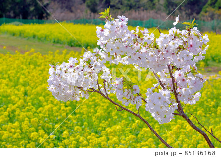 菜の花 85136168