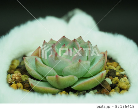 多肉植物ピンククリスタルローズ 85136418