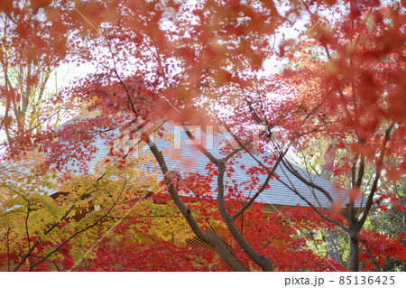 鮮やかな紅葉の境内　九品仏浄真寺　東京都世田谷区 85136425