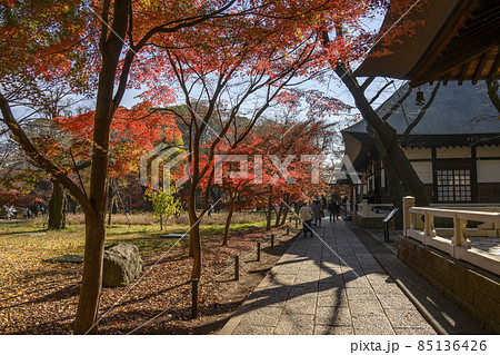 秋の日差しに紅葉が映える境内　九品仏浄真寺　東京都世田谷区 85136426