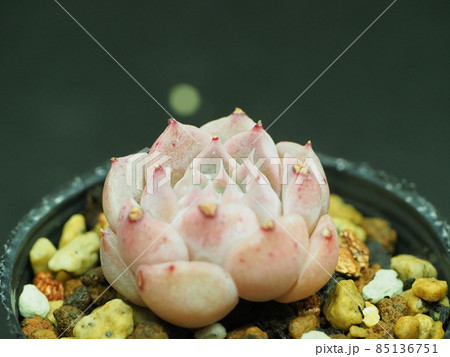 多肉植物アメイジンググレイス 多肉植物アメイジンググレイス 85136751