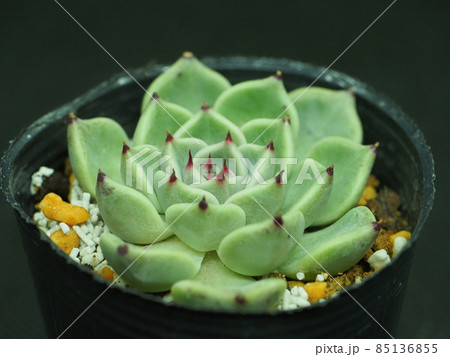多肉植物レッドサラ 85136855