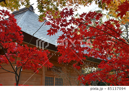 鮮やかな紅葉と閻魔堂 九品仏浄真寺 東京都世田谷区 鮮やかな紅葉と閻魔堂 九品仏浄真寺 東京都世田谷区 85137094