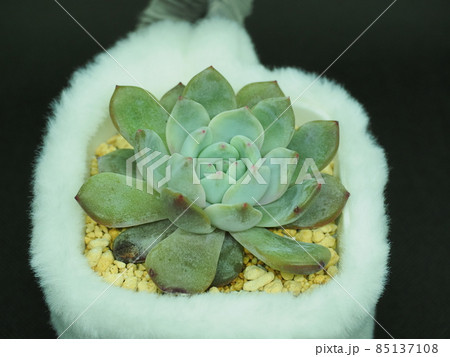 多肉植物ラウリンゼ 多肉植物ラウリンゼ 85137108