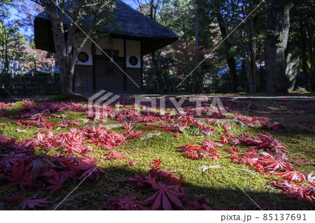 趣ある落葉の庭園と戴渓堂 平林寺 埼玉県新座市 趣ある落葉の庭園と戴渓堂 平林寺 埼玉県新座市 85137691