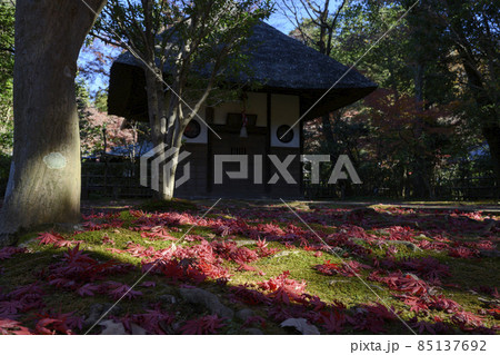 趣ある落葉の庭園と戴渓堂　平林寺　埼玉県新座市 85137692