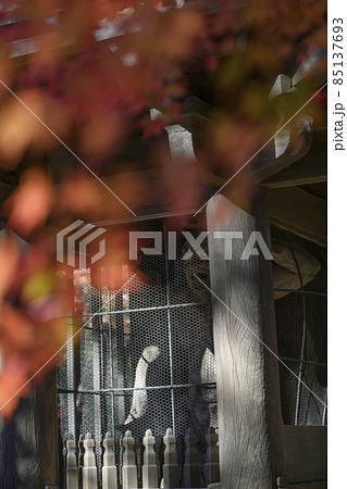 紅葉に垣間見る山門の仁王像 平林寺 埼玉県新座市 紅葉に垣間見る山門の仁王像 平林寺 埼玉県新座市 85137693
