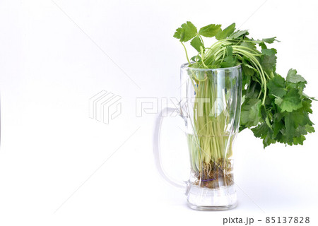 三つ葉 三つ葉 85137828