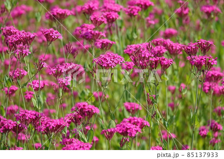 ムシトリナデシコ ムシトリナデシコ 85137933