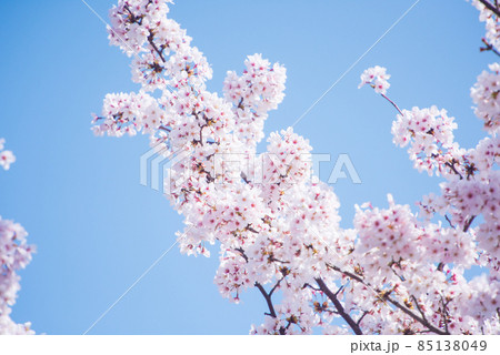 日本の春 さくら満開 85138049