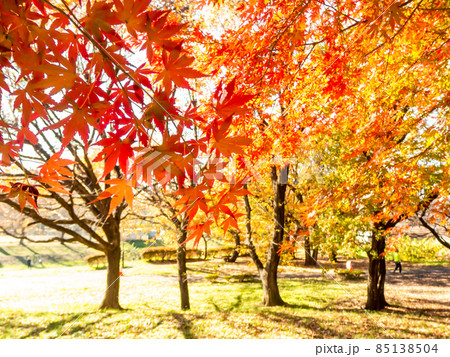 秋の風物詩　美しい紅葉が彩る景色 85138504