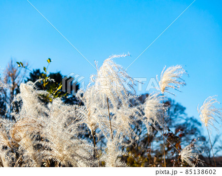 秋の風物詩 青空と光り輝くススキの花穂 秋の風物詩 青空と光り輝くススキの花穂 85138602