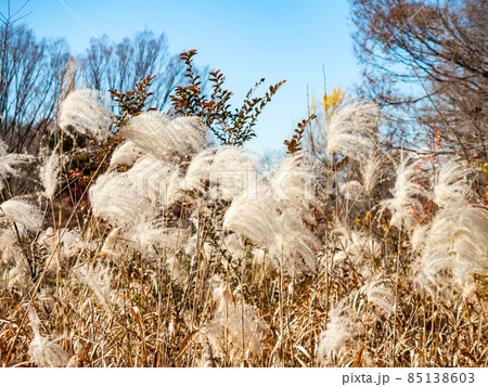 秋の風物詩　青空と光り輝くススキの花穂 85138603