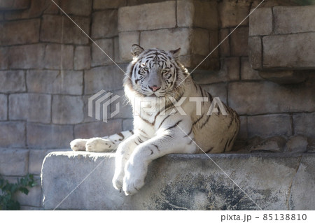 ホワイトタイガー 虎 東武動物公園の写真素材 [85138810] - PIXTA