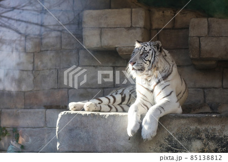 ホワイトタイガー　虎　東武動物公園 85138812
