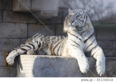 ホワイトタイガー 虎 東武動物公園の写真素材 [85138818] - PIXTA