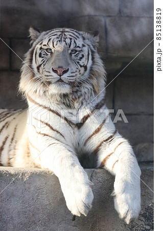 ホワイトタイガー　虎　東武動物公園 85138819