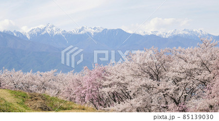 長野県松本市の弘法山古墳の春の満開の桜と北アルプス 長野県松本市の弘法山古墳の春の満開の桜と北アルプス 85139030