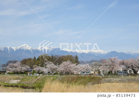 長野県松本市街地から眺める、青空の下の北アルプスと川土手に咲く満開の桜並木 長野県松本市街地から眺める、青空の下の北アルプスと川土手に咲く満開の桜並木 85139473