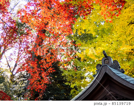 秋の風物詩 美しい紅葉が彩る日本の景色 秋の風物詩 美しい紅葉が彩る日本の景色 85139719