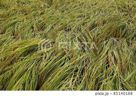 風水害の被害にあった稲穂 85140168